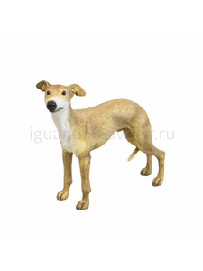 Английская борзая Уиппет (Whippet) 