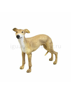 Английская борзая Уиппет (Whippet) 